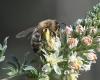 Andrena sp.
